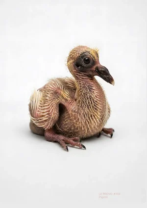 Pigeon – affiche artistique de Le Provo
